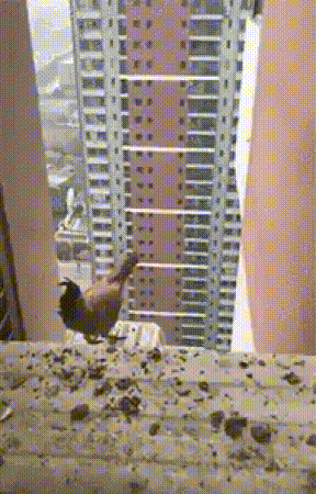 chicken