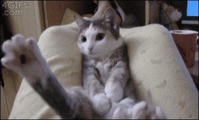 Legs-cat-falls