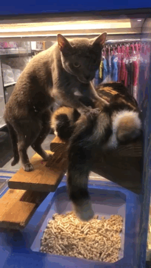 Cat Massages Cat