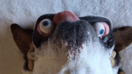 Впал в эйфорию