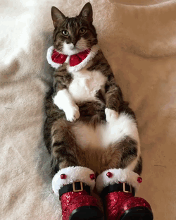 Новогодний кот