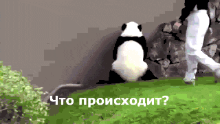 панда