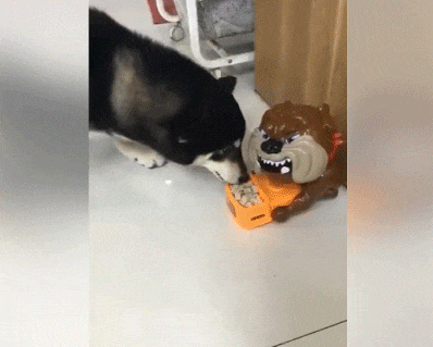 dog