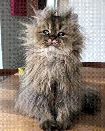 fuzzy-cat-котэ-гифки-4237695