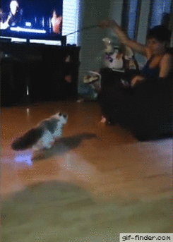 tumblr_ozlfd0DUf01uwch55o1_250