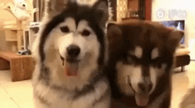 Дай лапу мне на счастье друг