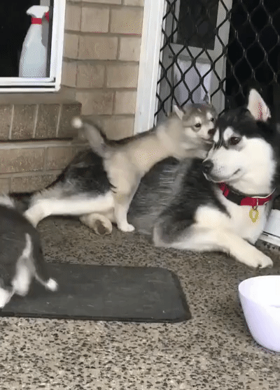 Пап, давай поиграем?