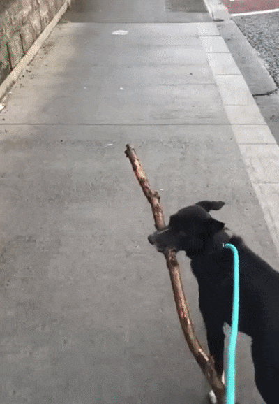 Запаслись дровами