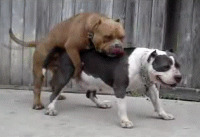 dogz