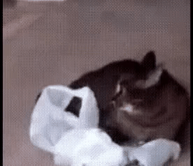 videotogif_2018.01.15_22.44.47