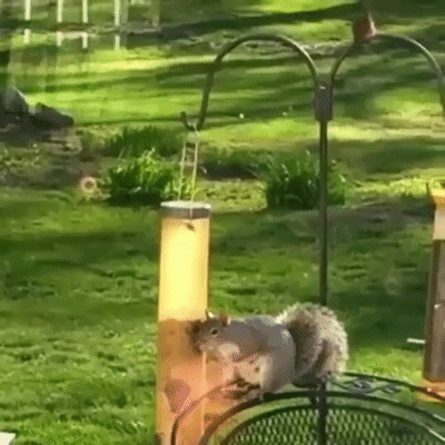 Наглая белка