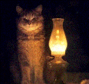 cat and lampe