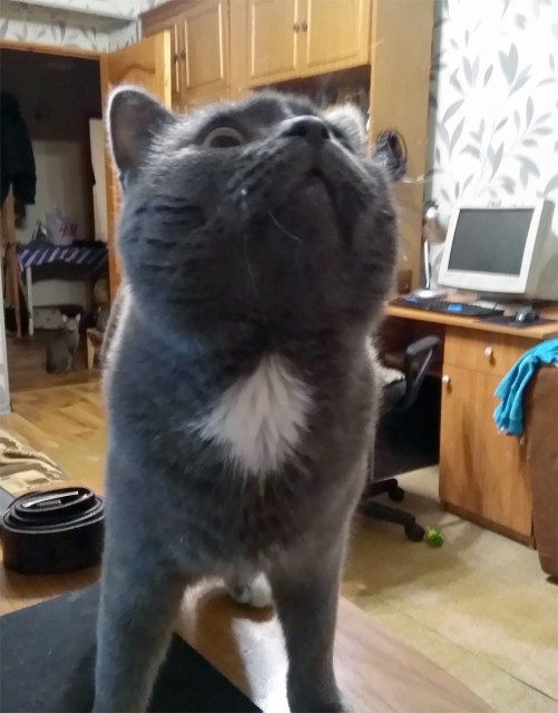 Cats and pets