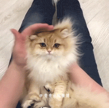 Котёнок-трампёнок