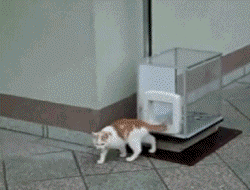 Котолифт