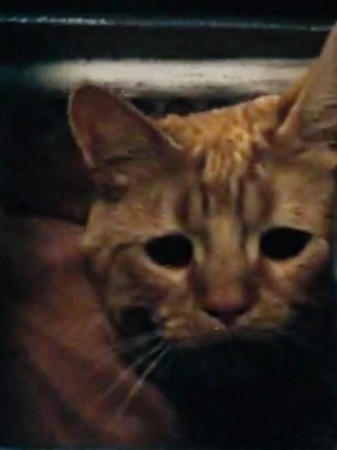 cat