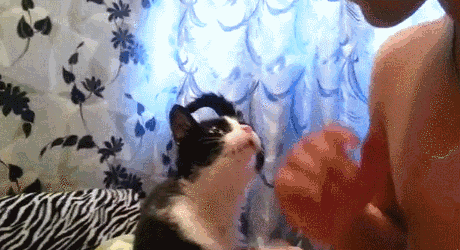 jivotnye-pechali-ischeznut-5