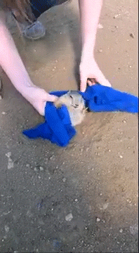 сус