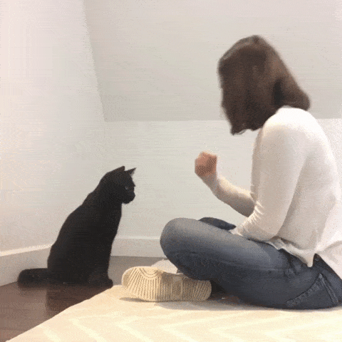 приветствие кота