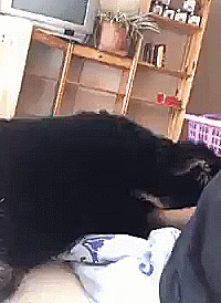 vk_com_showgif