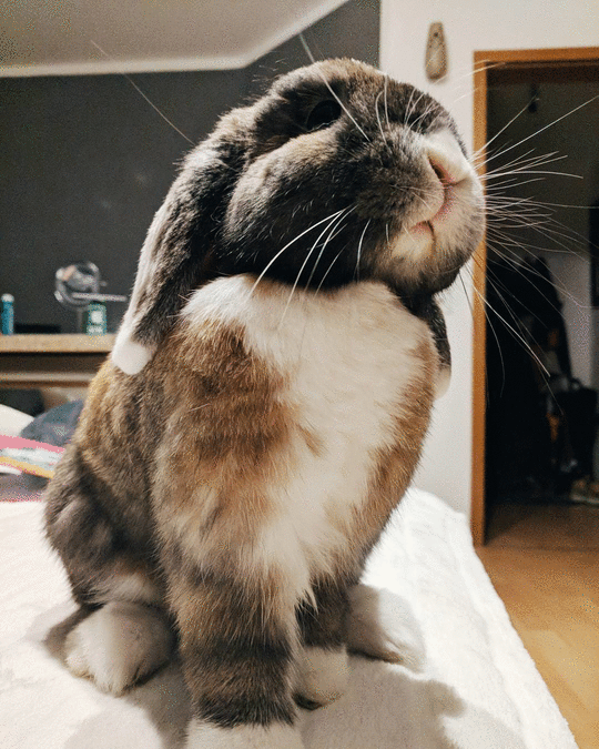 rsz_bunny