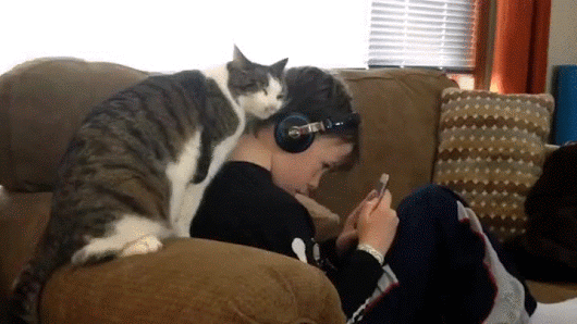 annoying-cat-rubbing-owner-headphones-1460334114w