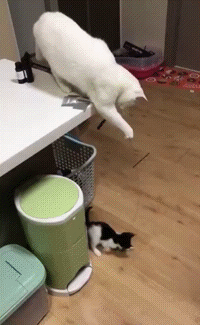 Кот играет котенком