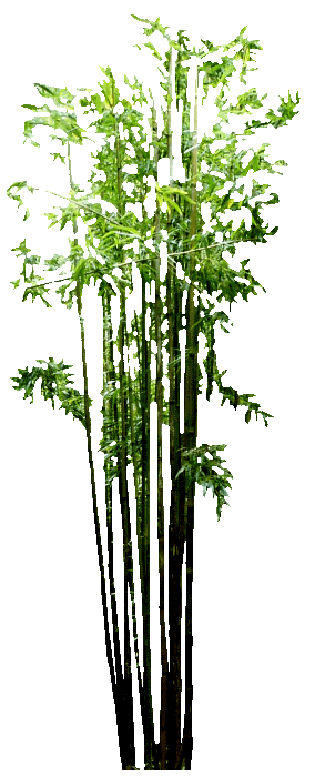 bamboo_bambou_bambu___cut_by_ludo38-d56xpco