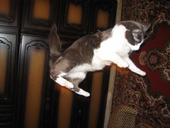 мой котяра 