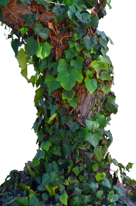 дерево