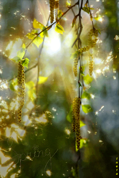 Spring