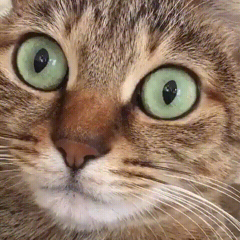 1522666226169512267
