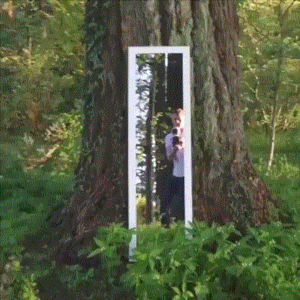 зеркало в лесу