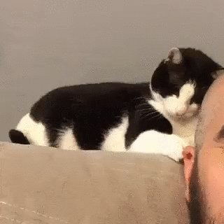 котогифка