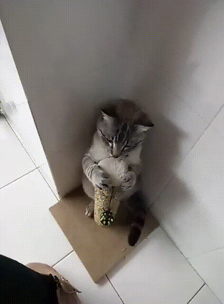 котогифка