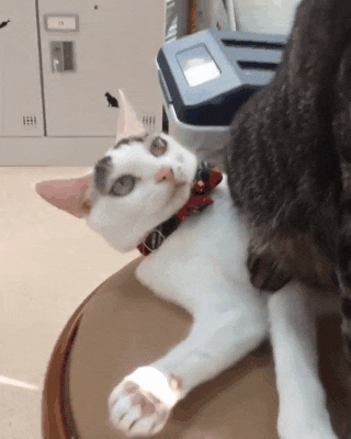 котогифка