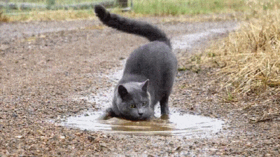 лолр