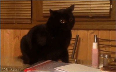 Кот прицеливается