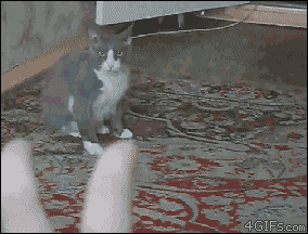 Кот боится руки