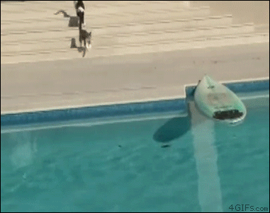 Cat-surfboard-escape
