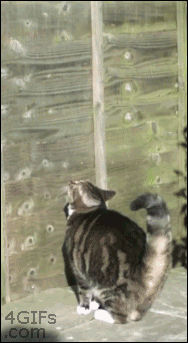 Кот на забор