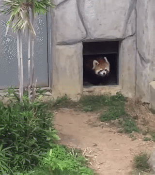 red panda