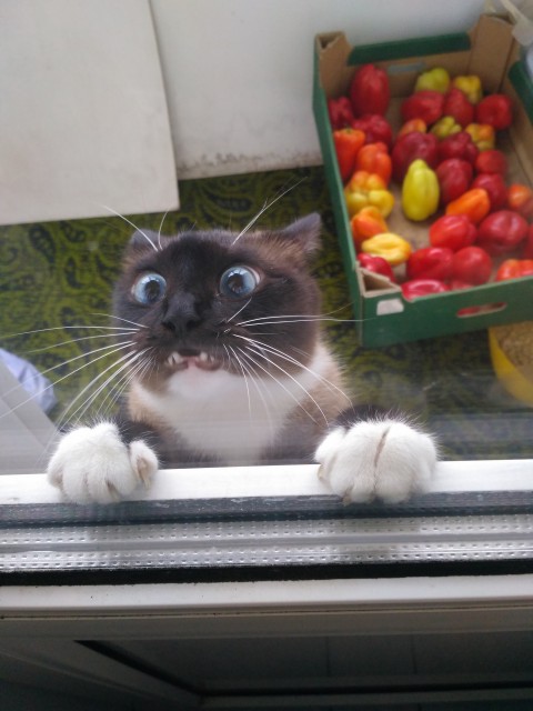 кот