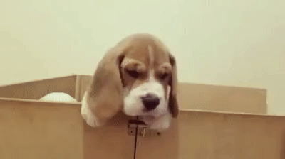 Коробка счастья