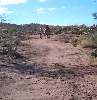 На перегонки