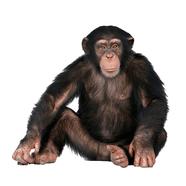 139104550_monkey_PNG18736 (1)