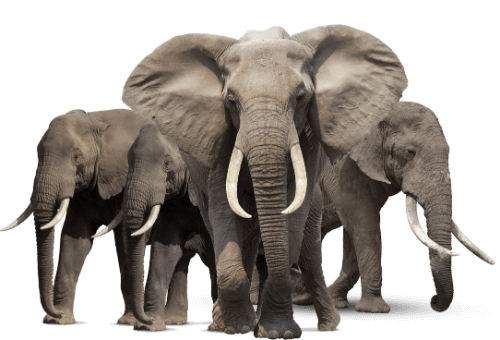 elephants_PNG1879 (1)