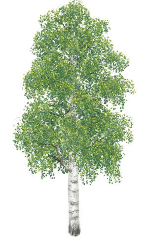 birch_02_mature_summer_alpha_transparency_hh (1)
