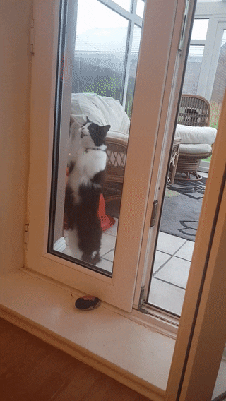 Cats_Home