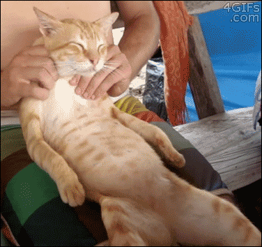 массаж кота